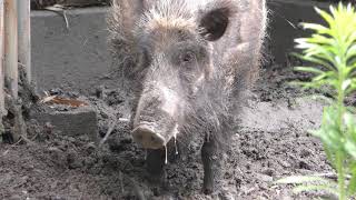 ニホンイノシシ の『ノシシ』 (浜松市動物園) 2018年7月1日