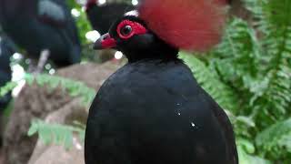 Crested Partridge (KOBE ANIMAL KINGDOM, Hyogo, Japan) July 14, 2023