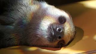 Linnaeus's two-toed sloth (DMM Kariyushi Aquarium, Okinawa, Japan) July 29, 2023