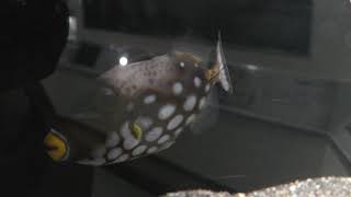 モンガラカワハギ (京急油壺マリンパーク) 2018年2月25日