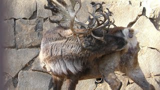 トナカイ (多摩動物公園) 2019年1月18日