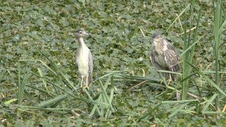 野鳥観察舎 (富山市ファミリーパーク) 2019年8月15日