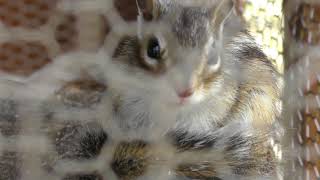 Siberian chipmunk (Ushiku Daibutsu Small Zoo, Ibaraki, Japan) June 2, 2018