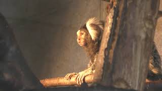 Common marmoset (KAMINE ZOO, Ibaraki, Japan) December 4, 2018