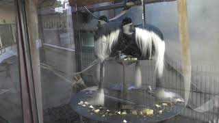 Abyssinian colobus (Japan Monkey Centre, Aichi, Japan) December 13, 2018