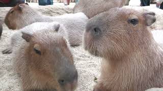 Capybara (KOBE ANIMAL KINGDOM, Hyogo, Japan) October 24, 2021