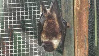 Ryukyu flying fox inopinatus (Okinawa Zoo & Museum, Okinawa, Japan) July 29, 2023
