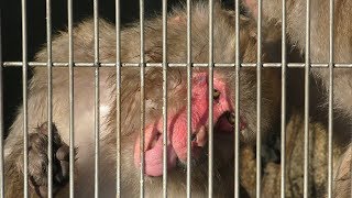 ニホンザル (日本モンキーセンター) 2019年1月20日