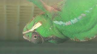 パンサーカメレオン (東山動植物園) 2021年7月22日