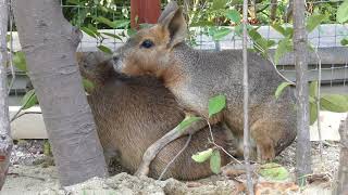 仔カピバラ にマウントをとる マーラ (八景島シーパラダイス) 2018年7月14日