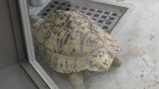 African leopard tortoise (KAMINE ZOO, Ibaraki, Japan) December 4, 2018