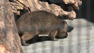 ケープハイラックス (京都市動物園) 2021年10月8日