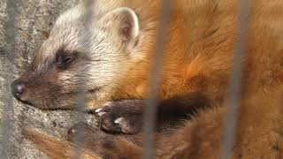 Japanese marten melampus (YAGIYAMA ZOOLOGICAL PARK, Miyagi, Japan) April 13, 2019