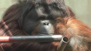Orang-utan (Oji Zoo, Hyogo, Japan) September 16, 2018