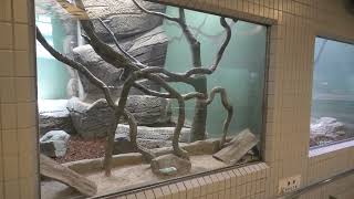 ボールニシキヘビ (東山動植物園) 2021年7月22日
