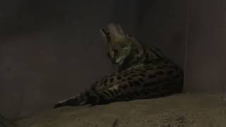Serval (Toyohashi Zoo and Botanical Park, Aichi, Japan) January 1, 1970