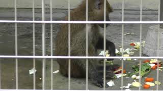 Yellow baboon (Hamamatsu Zoological Gardens, Shizuoka, Japan) July 1, 2018