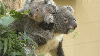 Koala Parent and child (Oji Zoo, Hyogo, Japan) September 15, 2019