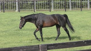 Horse (Shadai Stallion Station, Hokkaido, Japan) June 18, 2019