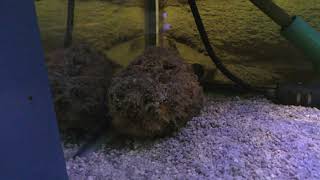 オニダルマオコゼ (かすみがうら市水族館) 2017年12月2日