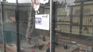 Japanese bantam (Hakodate Park, Hokkaido, Japan) August 9, 2019