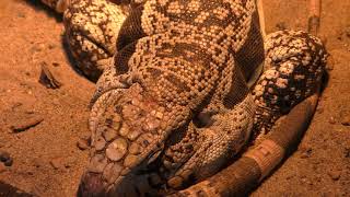Argentine black and white tegu & Red tegu (IZoo, Shizuoka, Japan) March 17, 2018