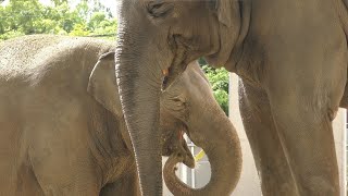 新ゾウ舎 屋外放飼場 (周南市 徳山動物園) 2019年4月26日