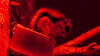 Japanese dwarf flying squirrel (KOBE ANIMAL KINGDOM, Hyogo, Japan) July 14, 2023