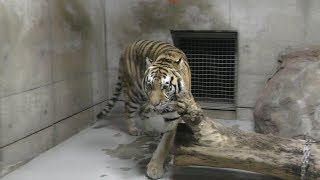 Tiger (TENNOJI ZOO, Osaka, Japan) March 31, 2019