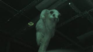 Northern Luzon giant cloud rat (Saitama Children's Zoo, Saitama, Japan) October 2, 2019