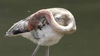 ヨーロッパフラミンゴ と ベニイロフラミンゴ (王子動物園) 2018年9月16日