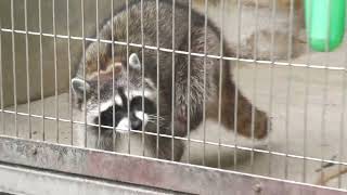 Common raccoon (Higashiyama Zoo and Botanical Gardens, Aichi, Japan) June 25, 2023