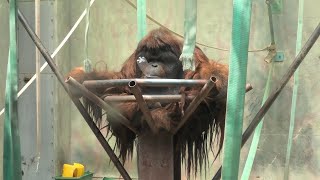 ボルネオオランウータン の『王子ムム』 (神戸市立 王子動物園) 2020年8月4日