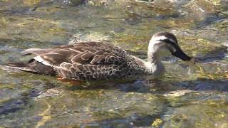 Spot-billed duck (Miyajima Itsukushima, Hiroshima, Japan) May 20, 2018