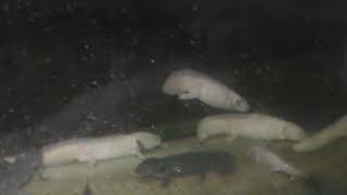 Axolotl (Kasumigaura City Aquarium, Ibaraki, Japan) December 2, 2017