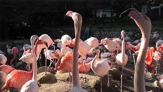 フラミンゴ池 (神戸市立王子動物園) 2019年11月8日