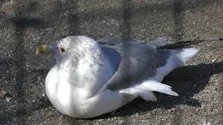 保護ケージ (多摩動物公園) 2019年1月18日