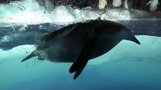 ペンギン水槽 (名古屋港水族館) 2021年7月23日