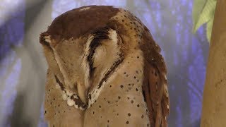 Oriental bay owl & Barn Owl (MARUMIE PLAZA Animal world, Osaka, Japan) December 18, 2018