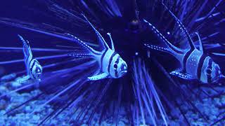 Floor F 本当の海を知らない幼魚 (幼魚水族館) 2022年7月31日
