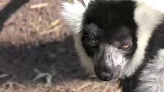 クロシロエリマキキツネザル (上野動物園) 2017年10月1日