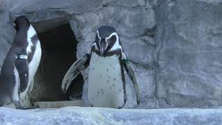 Humboldt penguin (Shizuoka Municipal Nihondaira Zoo, Shizuoka, Japan) December 10, 2017
