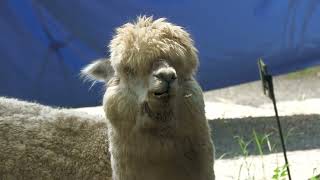 Alpaca (Rakujuen, Shizuoka, Japan) July 31, 2022