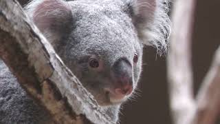 Koala (Higashiyama Zoo and Botanical Gardens, Aichi, Japan) June 25, 2023