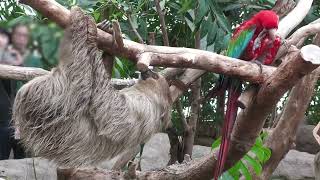 Linnaeus's two-toed sloth (KOBE ANIMAL KINGDOM, Hyogo, Japan) July 14, 2023