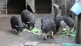 ミニブタ (福知山市動物園) 2019年11月24日