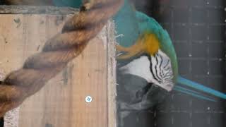 Blue-and-yellow Macaw (Toyohashi Zoo and Botanical Park, Aichi, Japan) January 1, 1970