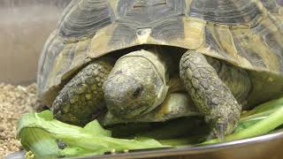 Eastern herman's tortoise (KAMINE ZOO, Ibaraki, Japan) December 4, 2018