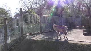 ニホンカモシカ の『コタロウ』 (多摩動物公園) 2019年1月18日