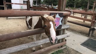 ポニー (東武動物公園) 2020年9月18日